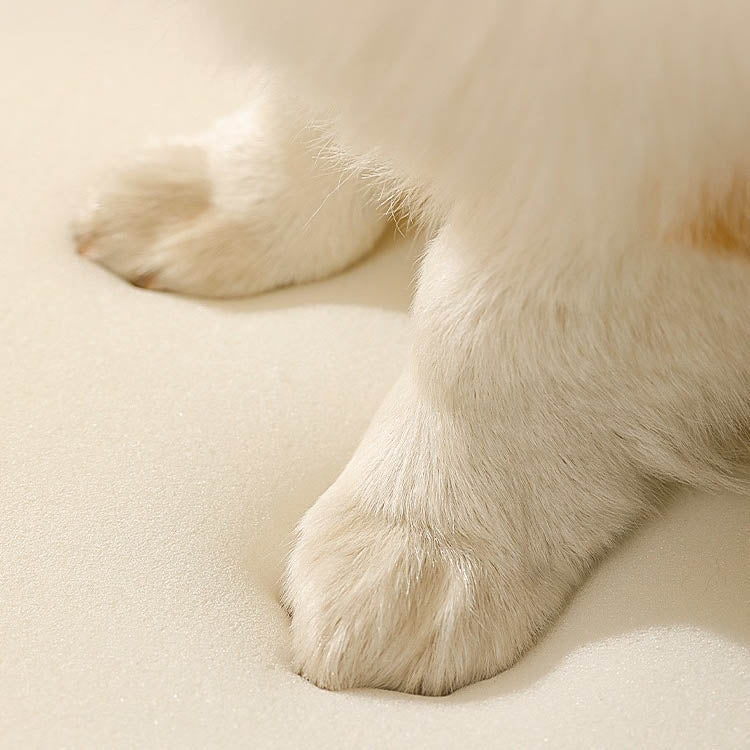 夏のペット用ベッド